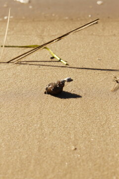 A brown shell on the sand on a sunny day by the river.