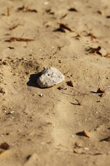White stone in focus on brown sand with blurred background. The main object is in focus, the background is blurred