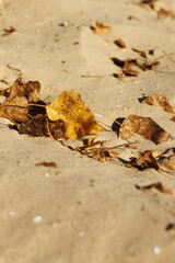 Focus on dry leaves on sandy river bank with blurred background on sunny autumn day