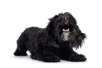 Cute black Labradoodle, laying half down in game attitude ready to play.  Isolated on a white background. facing front.