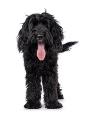 Cute black Labradoodle, standing facing front. Looking straight to camera. Tongue out, panting. Isolated on a white background.