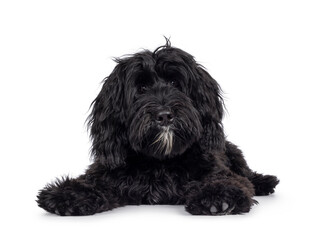 Cute black Labradoodle, laying down facing front. Looking straight to camera. Isolated on a white background. facing front.