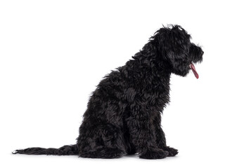 Cute black Labradoodle, sitting side ways. Looking side ways, away from camera. Tongue out, panting. Isolated on a white background.