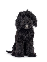 Cute black Labradoodle, sitting up facing front. Looking straight to camera. Isolated on a white background.