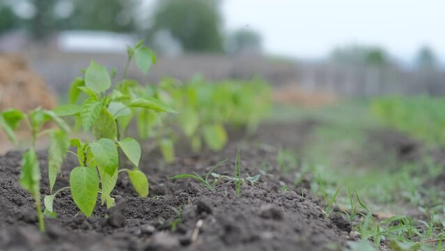 bed with seedlings, red pepper grows in the garden, gardening