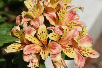 Alstroemeria flowers. Alstroemeriaceae bulbous plants native to South America. Blooms from May to July.