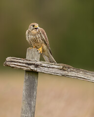 Female Common Kestrel Perched on a fence post with a green background.