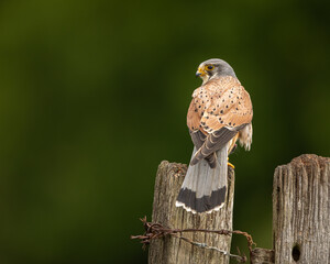 Male Common Kestrel perched on a fence post with a green background.