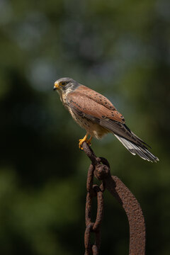 Male Common Kestrel Perched on a metal farm implement