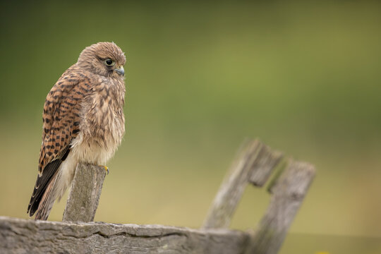 Newly fledged Kestrel sitting on a wooden fence post with a green background.  