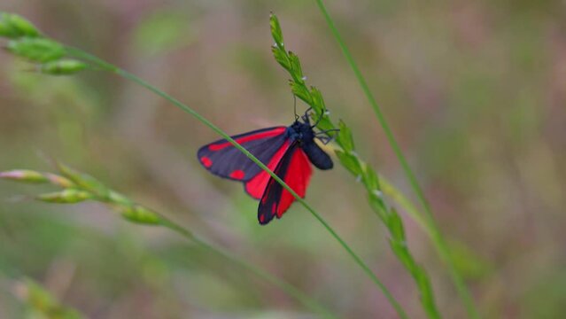 Cinnabar moth is a brightly coloured arctiid moth found as a native species in Europe and western and central Asia