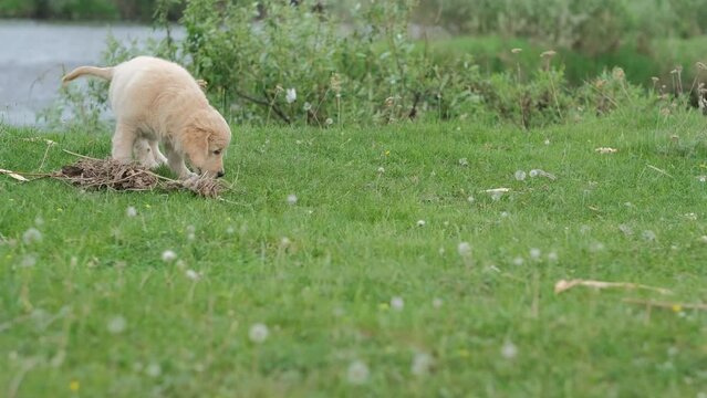 A small puppy of a golden retriever runs in the summer on a green meadow, a funny pet