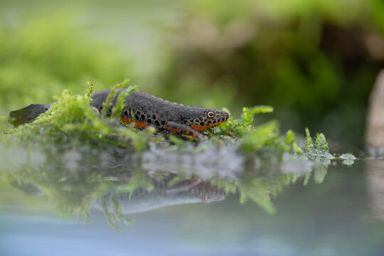 Alpine newt male in the breeding season ready to dive (Ichthyosaura alpestris)