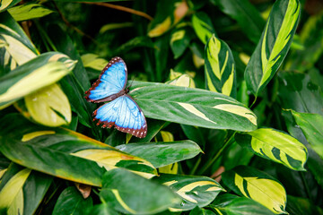 Blue morpho morpho peleides on green nature background, close-up.