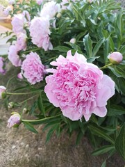 pink hydrangea flower