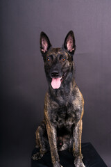 Studio shot of an adorable mixed breed dog sitting on black background.