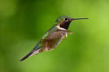 Fototapeta premium cute male broad-tailed hummingbird in flight in broomfield, colorado