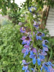 flowers in the forest
