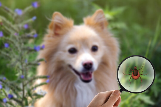 Cute dog outdoors and woman showing tick with magnifying glass, selective focus. Illustration