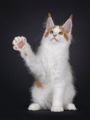 Fototapeta premium Handsome white with red Maine Coon cat kitten, sitting up facing front. One paw high up like waving. Looking up an away from camera. Isolated on a black background.