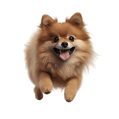 Obraz premium Cute Pomeranian dog isolated on transparent background