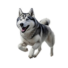 Portrait of a smiling siberian husky puppy isolated on a white background