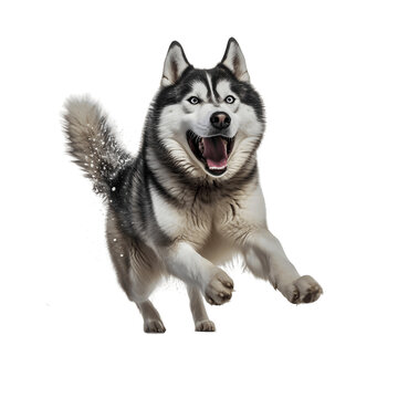 Siberian husky dog isolated on transparent background, Generative AI