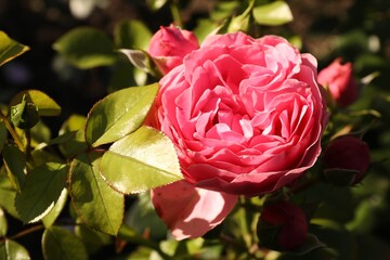 Beautiful rose blooming on sunny day outdoors, closeup