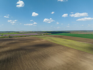 Fototapeta na wymiar Wheat is growing in a large field in Hungary. 밀, 곡식, 들판, 농업, 농사 