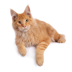 Red Main Coon boy laying facing front, paws over the edge, looking slightly above the camera