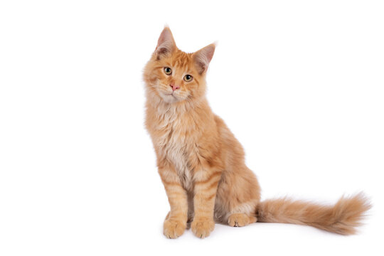 Red Main Coon boy sitting sideways, tail and paws a little over the edge, head tilted, looking slightly beside the camera