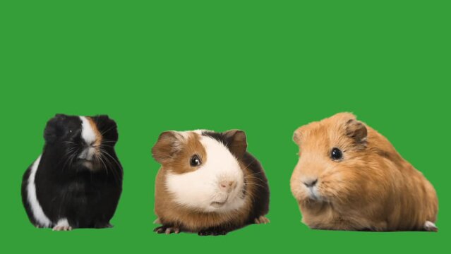 Three guinea pigs on green screen