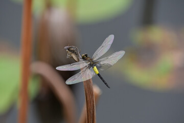 ハスの枯れ茎でヤゴから羽化して間もないコシアキトンボ