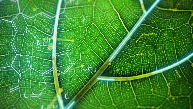 Agricultural technologies for growing plants and scientific research in the field of biology and chemistry of nature. Living green leaf with scientific data . Organic digital background