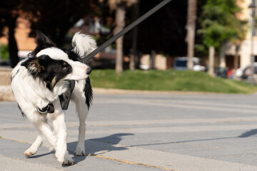 Border Collie dog walking through the streets in an urban environment with his owner. He is chewing on the leash and pulls on it.