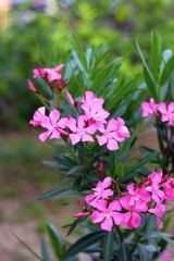 Pink oleander flowers in the garden. Selective focus.