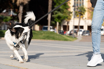 Border Collie dog walking through the streets in an urban environment with his owner. He is chewing...
