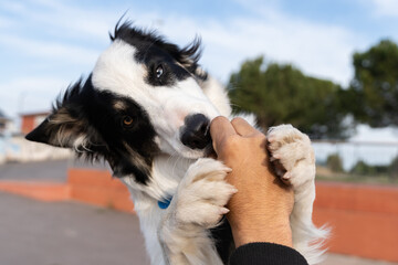 A Border Collie puppy in the city grabs his owner's hands to eat.