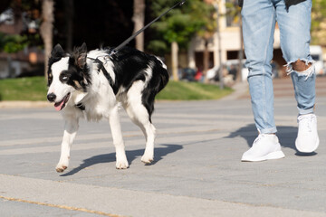 Border Collie walking through the streets in an urban environment with his owner, he is on leash...