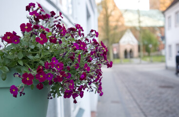 Fototapeta na wymiar Petunia flowers in a pot on the wall of an old European town