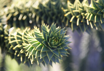 Close-up of green Araucaria copy space