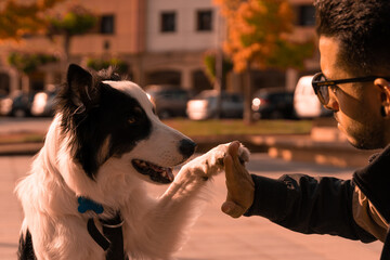 A young Border Collie dog joins his paw with his owner's hand on the street at sunset. Pictures of...