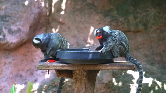 Close up shot of two cute common marmoset, callithrix jacchus grabbing a piece of red bell pepper out of a bowl, eating and wondering around its surrounding in wildlife sanctuary, and one jump away.
