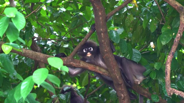 Curious dusky leaf monkey, trachypithecus obscurus, shelter under lush green canopy in its natural habitat, leaning on tree branch, looking down from above, observing the surrounding environment.