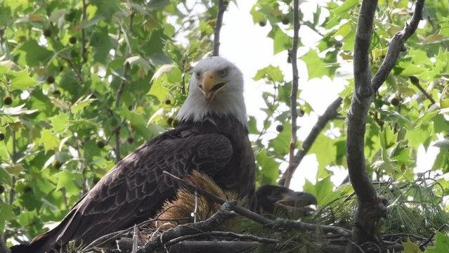 Close up of bald eagle perched in a nest, then an eaglet pops it's head up, both panting from hot weather.