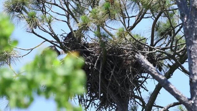 Two young eaglets in the nest and one of the eaglets flies off for it's first time
