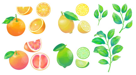 Citruses and branches of citrus set isolated on white background. Сolorful orange, grapefruit, lemon and lime whole and cut.