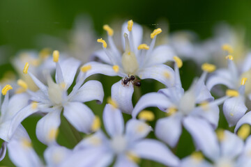 白い花とアリ　シラーぺルビアナ