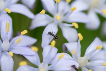 白い花とアリ　シラーぺルビアナ