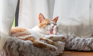 毛繕いをする猫　茶トラ白